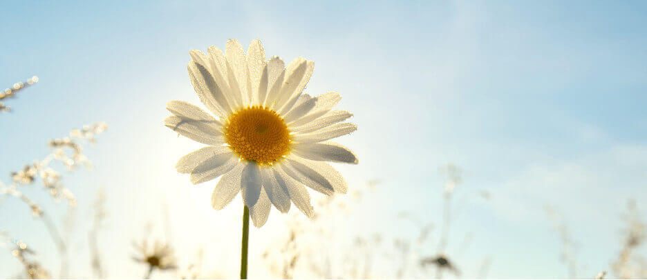 Daisy against blue sky